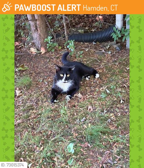 Found/Stray Male Cat last seen Hubbard Place & Westcott Rd, Hamden, CT 06517