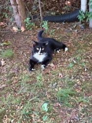 Found/Stray Male Cat last seen Hubbard Place & Westcott Rd, Hamden, CT 06517