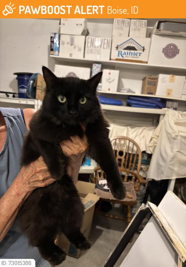 Found/Stray Unknown Cat last seen Cloverdale/amity, Boise, ID 83709