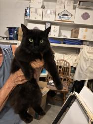 Found/Stray Unknown Cat last seen Cloverdale/amity, Boise, ID 83709