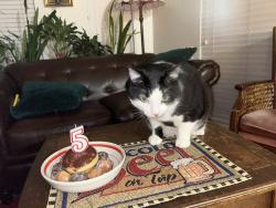 Lost Male Cat last seen Tea swamp park , Vancouver, BC V5T 2T5