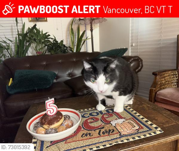 Lost Male Cat last seen Tea swamp park , Vancouver, BC V5T 2T5