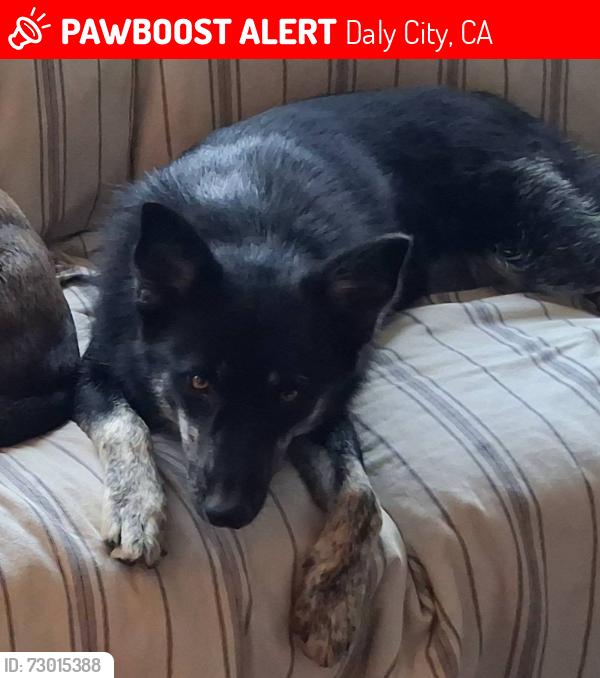 Lost Female Dog last seen Skyline. Blvd & Northgate Ave, Daly City, Daly City, CA 94015