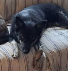 Lost Female Dog last seen Skyline. Blvd & Northgate Ave, Daly City, Daly City, CA 94015
