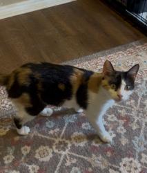 Lost Female Cat last seen Crenshaw , Benbrook, TX 76126