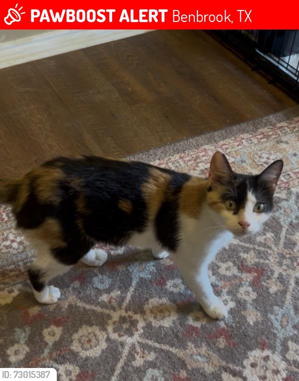 Lost Female Cat last seen Crenshaw , Benbrook, TX 76126