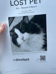 Lost Male Cat last seen East hall rd, Gainesville, GA 30507