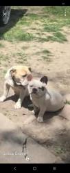 Lost Female Dog last seen Near , Detroit, MI 48227