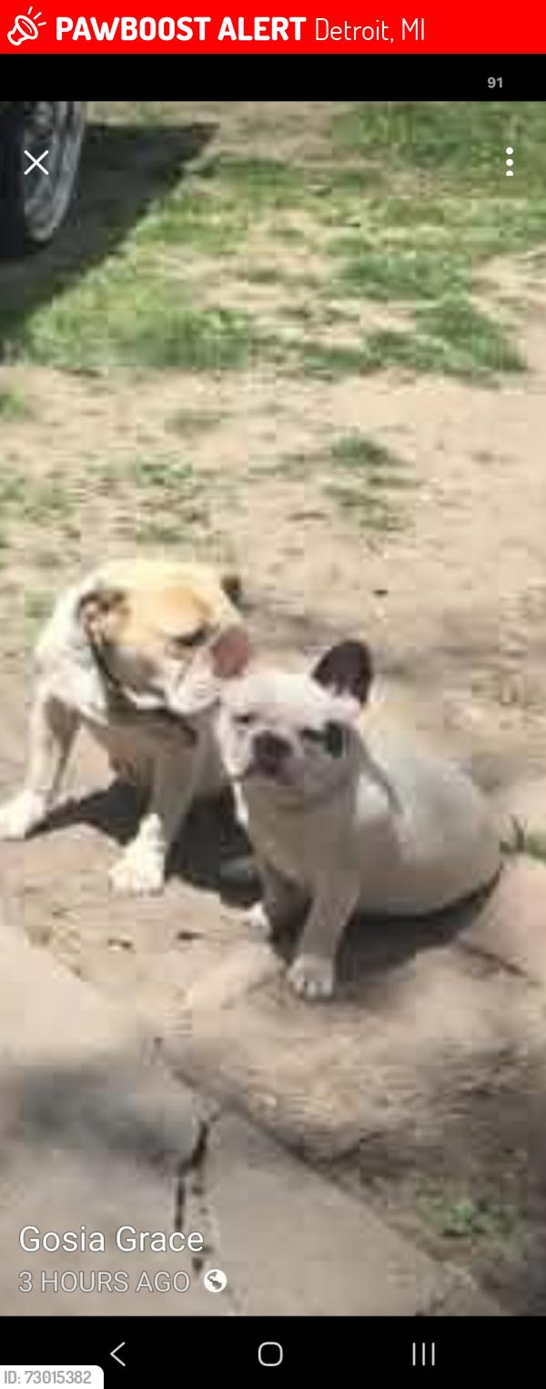 Lost Female Dog last seen Near , Detroit, MI 48227