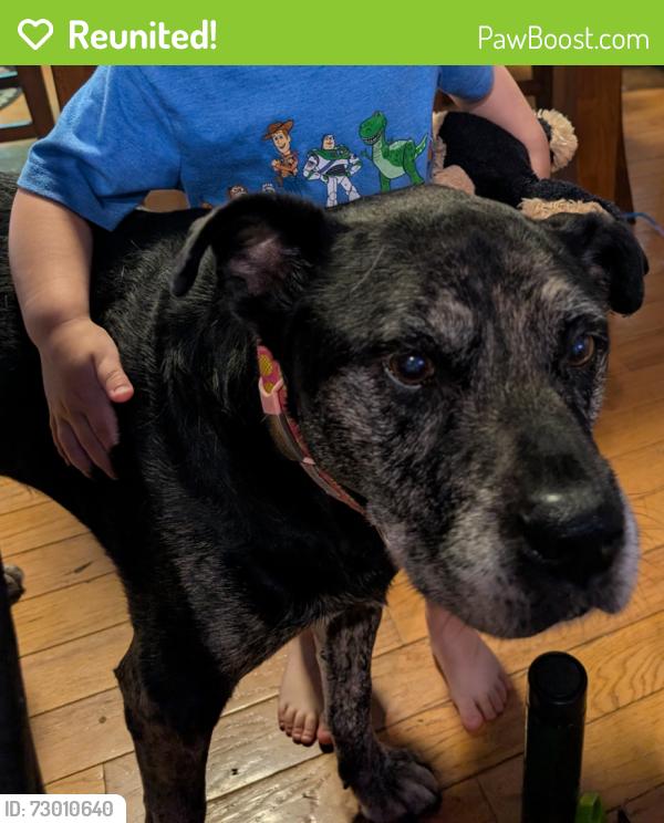 Reunited Female Dog last seen Fairway Elementary , Wildwood, MO 63038