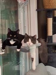 Lost Male Cat last seen 32nd St Nw and 33rd st ct nw, Gig Harbor, WA 98335