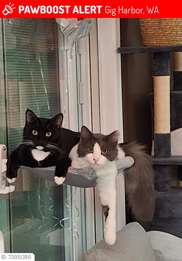 Lost Male Cat last seen 32nd St Nw and 33rd st ct nw, Gig Harbor, WA 98335
