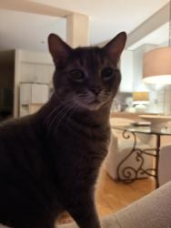 Lost Male Cat last seen Golden farmer way, Mavis and Crawford mill , Mississauga, ON L5W