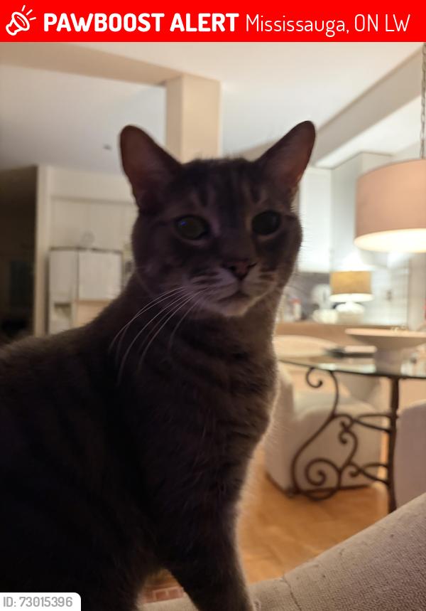 Lost Male Cat last seen Golden farmer way, Mavis and Crawford mill , Mississauga, ON L5W