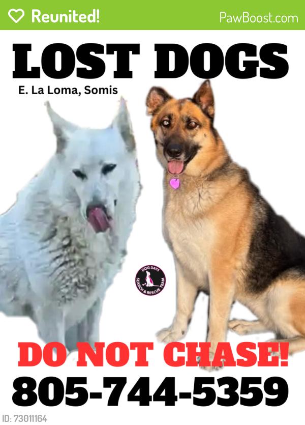 Reunited Female Dog last seen E La Loma, Ventura County, CA 93066