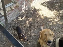 Found/Stray Unknown Dog last seen Shields/DeWolf, Fresno, CA 93737