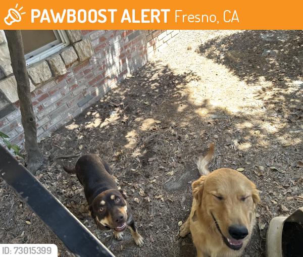 Found/Stray Unknown Dog last seen Shields/DeWolf, Fresno, CA 93737
