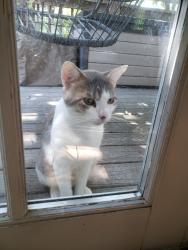 Found/Stray Male Cat last seen Ravenwood & Knox rd, Keller, TX 76248