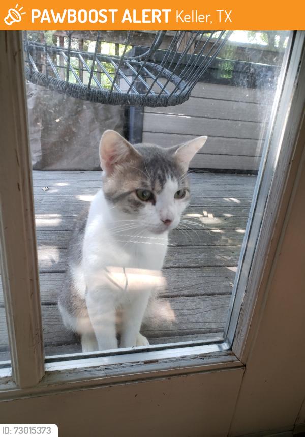 Found/Stray Male Cat last seen Ravenwood & Knox rd, Keller, TX 76248