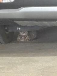 Found/Stray Unknown Cat last seen Lehigh hosp parking lot, Allentown, PA 18101