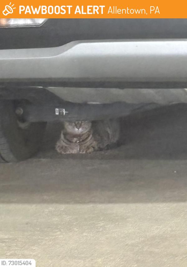 Found/Stray Unknown Cat last seen Lehigh hosp parking lot, Allentown, PA 18101