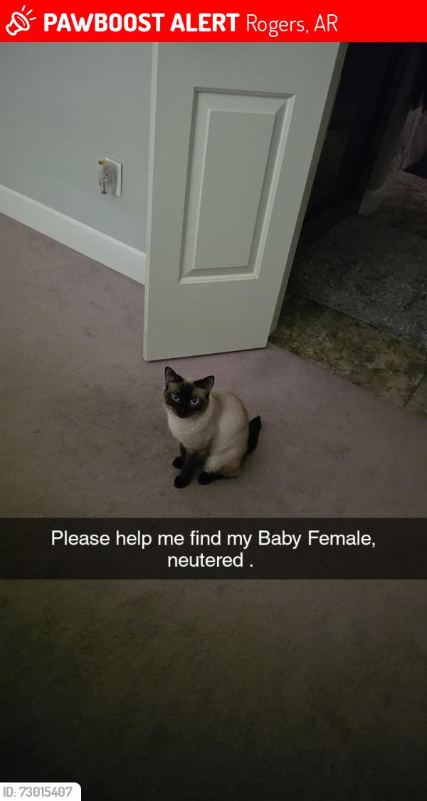 Lost Female Cat last seen Near west meadow oak , Rogers, AR 72758