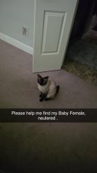 Lost Female Cat last seen Near west meadow oak , Rogers, AR 72758