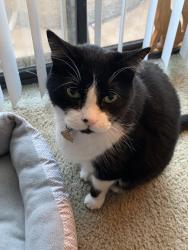 Lost Male Cat last seen N 19th Ave & W Thunderbird Rd, Phoenix, AZ 85023