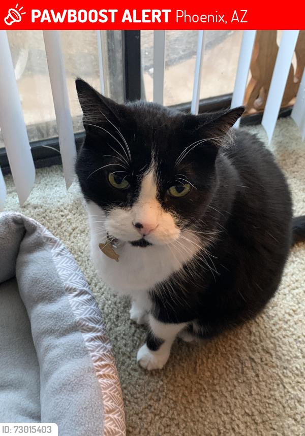 Lost Male Cat last seen N 19th Ave & W Thunderbird Rd, Phoenix, AZ 85023