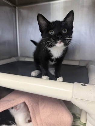 Shelter Stray Female Cat last seen Near NC 43, Vanceboro, NC, 1639 Old Airport Rd, New Bern, NC 28562, USA