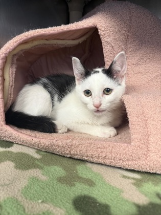 Shelter Stray Male Cat last seen George Street Automotive, New Bern City Limits, NC, 1639 Old Airport Rd, New Bern, NC 28562, USA