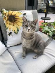Lost Male Cat last seen Ledgerock Way, Durham, NC 27703 , Durham, NC 27703