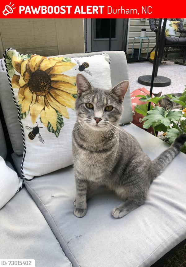 Lost Male Cat last seen Ledgerock Way, Durham, NC 27703 , Durham, NC 27703