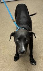 Shelter Stray Female Dog last seen Near PANOLA ROAD Lithonia, 30058, 30058, GA, 3280 Chamblee Dunwoody Rd, Chamblee, GA 30341, USA