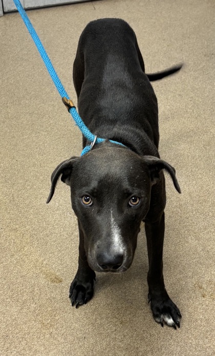 Shelter Stray Female Dog last seen Near PANOLA ROAD Lithonia, 30058, 30058, GA, 3280 Chamblee Dunwoody Rd, Chamblee, GA 30341, USA