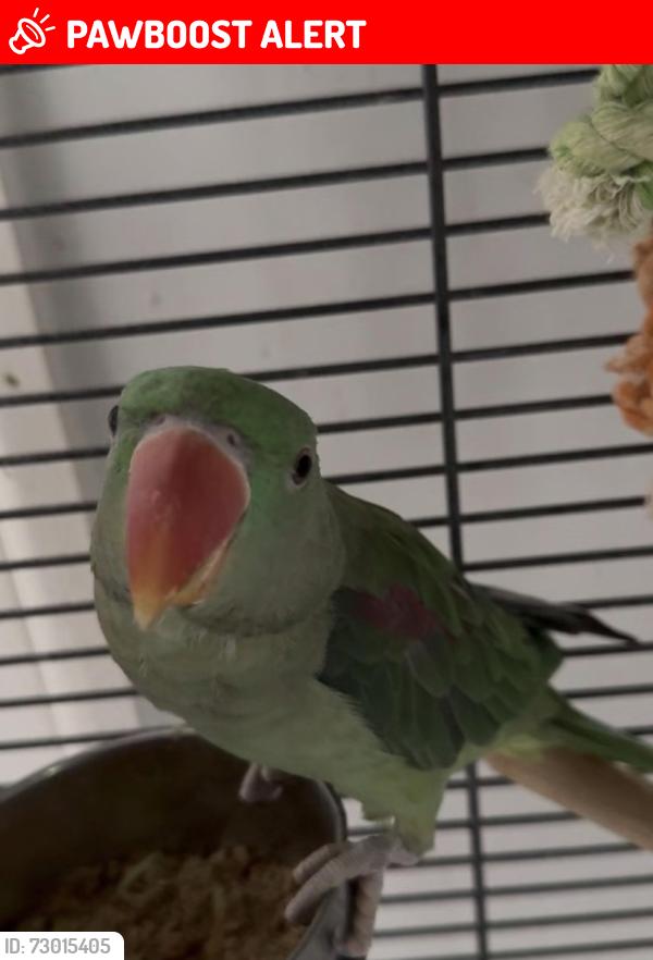 Lost Unknown Bird last seen Weston favell area alley near lings way, West Northamptonshire, England NN3 8JG