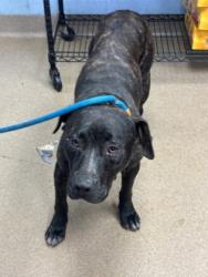 Shelter Stray Male Dog last seen Near PANOLA ROAD Lithonia, 30058, 30058, GA, 3280 Chamblee Dunwoody Rd, Chamblee, GA 30341, USA