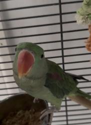 Lost Unknown Bird last seen Weston favell area alley near lings way, West Northamptonshire, England NN3 8JG