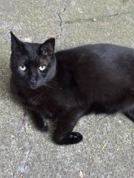 Lost Male Cat last seen Coloma s , Rancho Cordova, CA 95670