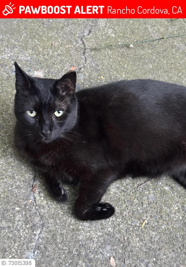 Lost Male Cat last seen Coloma s , Rancho Cordova, CA 95670