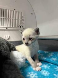 Shelter Stray Male Cat last seen Near 42nd Ave, Oakland, CA, 1101 29th Ave, Oakland, CA 94601, USA