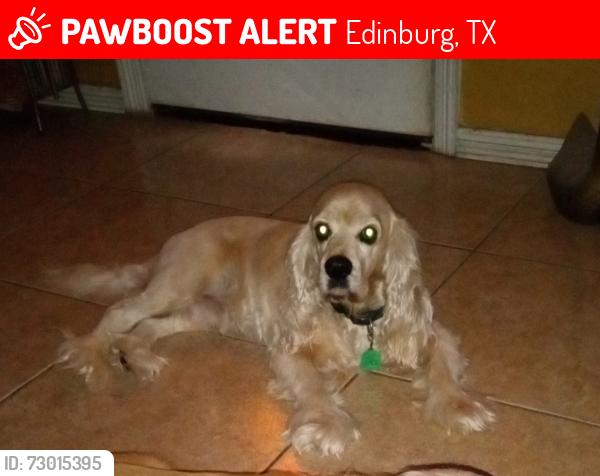 Lost Male Dog last seen Saint joseph church and west park, Edinburg, TX 78539