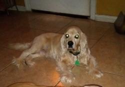 Lost Male Dog last seen Saint joseph church and west park, Edinburg, TX 78539
