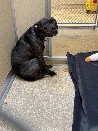 Shelter Stray Female Dog last seen Westbrook Dr, Hamilton, OH, 1820 Princeton Rd, Hamilton, OH 45011, USA