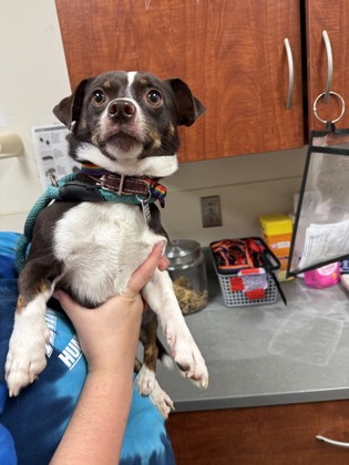 Shelter Stray Male Dog last seen Near blk of  Grand Blvd, Hamilton, OH, 1820 Princeton Rd, Hamilton, OH 45011, USA