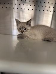 Shelter Stray Female Cat last seen Vernon St and C St, Roseville City, CA, 200 Tahoe Ave, Roseville, CA 95678, USA