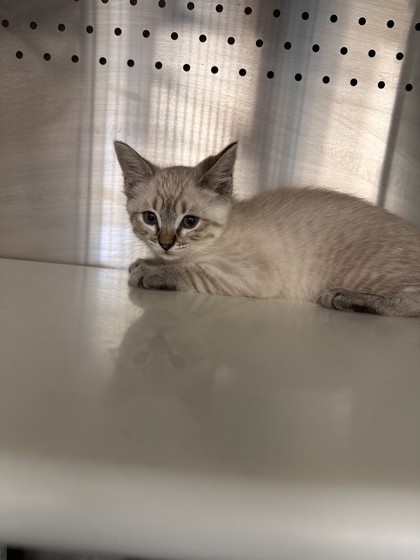 Shelter Stray Female Cat last seen Vernon St and C St, Roseville City, CA, 200 Tahoe Ave, Roseville, CA 95678, USA