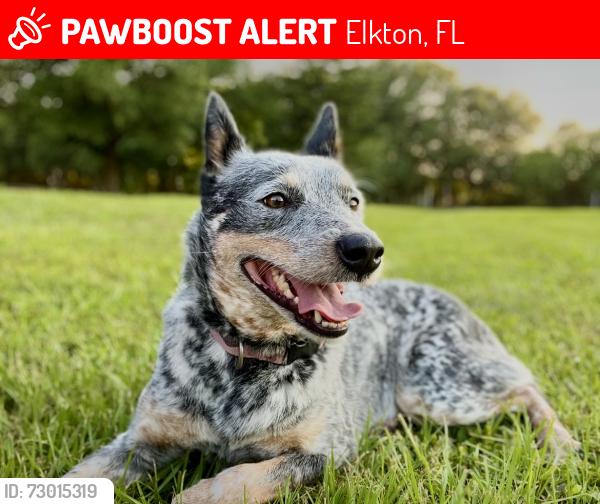 Lost Female Dog last seen Old SR 207, Elkton, FL 32033