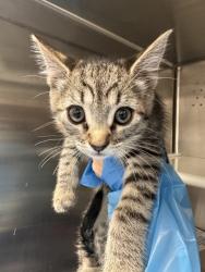 Shelter Stray Male Cat last seen Vernon St and C St, Roseville City, CA, 200 Tahoe Ave, Roseville, CA 95678, USA