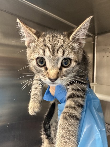 Shelter Stray Male Cat last seen Vernon St and C St, Roseville City, CA, 200 Tahoe Ave, Roseville, CA 95678, USA